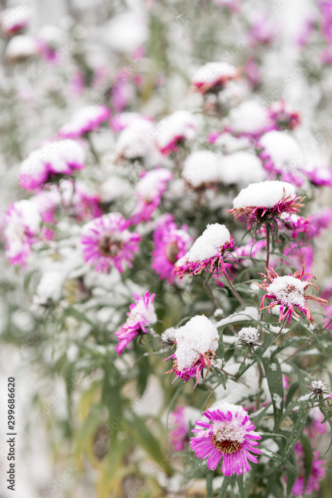 Fototapeta premium pink flowers in the garden