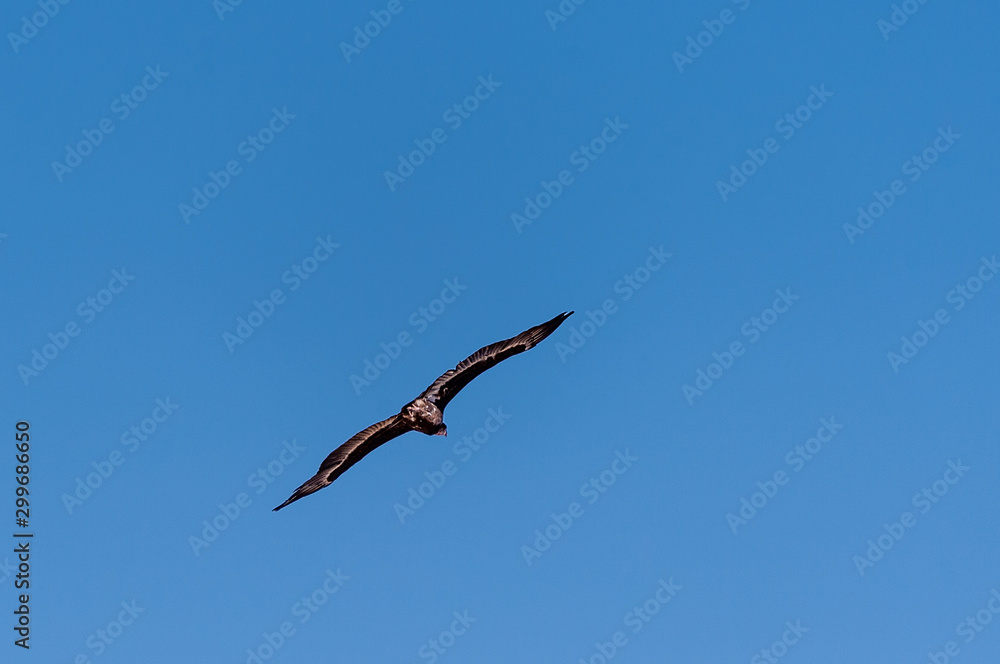 A White-headed vulture -Trigonoceps occipitalis- circling over Etosha National Park, Namibia. A White-headed vulture -Trigonoceps occipitalis- circling over Etosha National Park, Namibia.