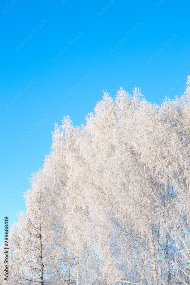 Frosted birch tree with branches against blue sky Branches covered with snow Frosted birch tree with branches against blue sky Branches covered with snow