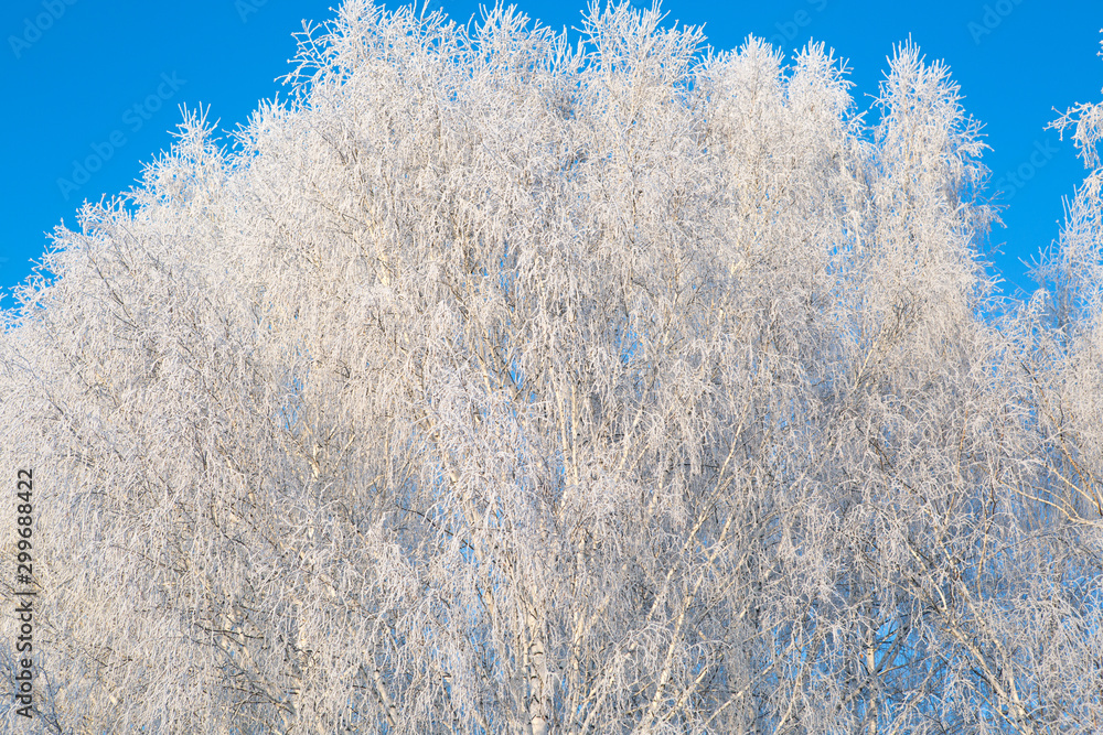 Snowy birch branches in winter against the sky Branches covered with snow Snowy birch branches in winter against the sky Branches covered with snow
