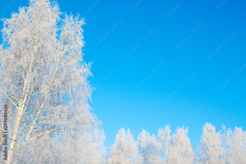 Frozen snow birch tree forest background abstract view Branches covered with snow