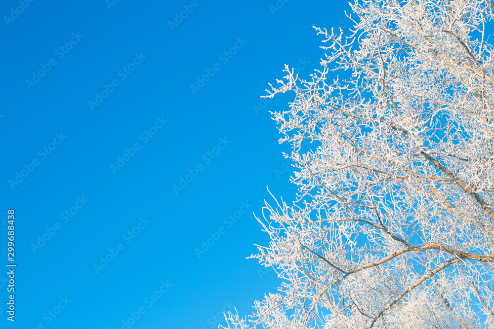 Birch trees covered by snow against blue sky. Winter landscape Branches covered with snow