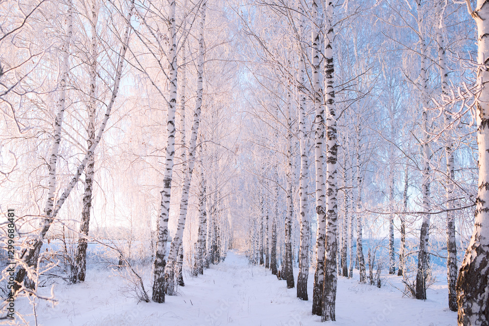 Winter morning in the mountains. Snow-covered tree branches against the blue sky Branches covered with snow Winter morning in the mountains. Snow-covered tree branches against the blue sky Branches covered with snow