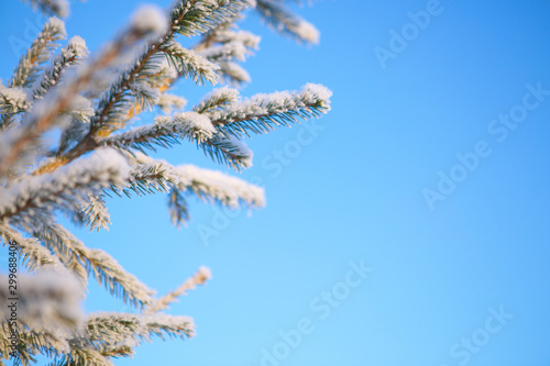 Spruce branch in the snow against the blue sky Branches covered with snow