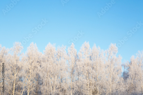 Snowy birch branches in winter against the sky Branches covered with snow