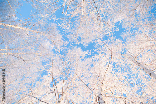 Birch trees covered by snow against blue sky. Winter landscape Branches covered with snow