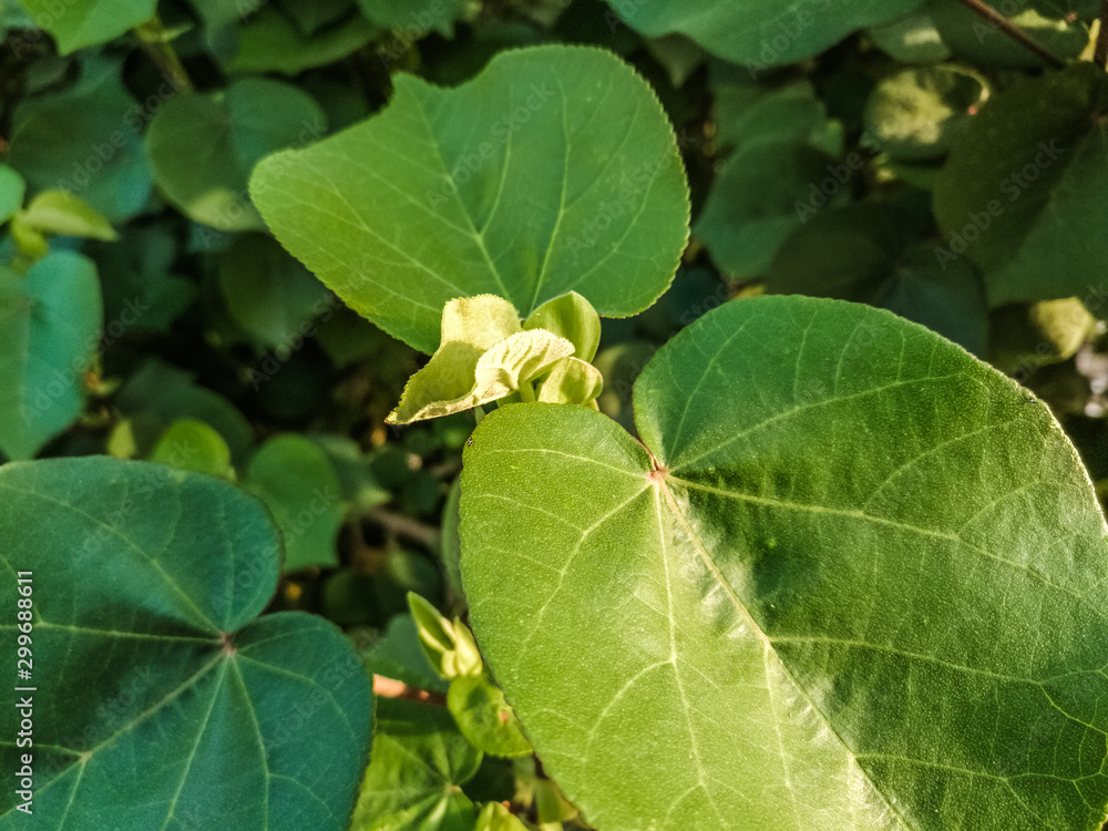 fresh and growing Plants with Leaves fresh and growing Plants with Leaves