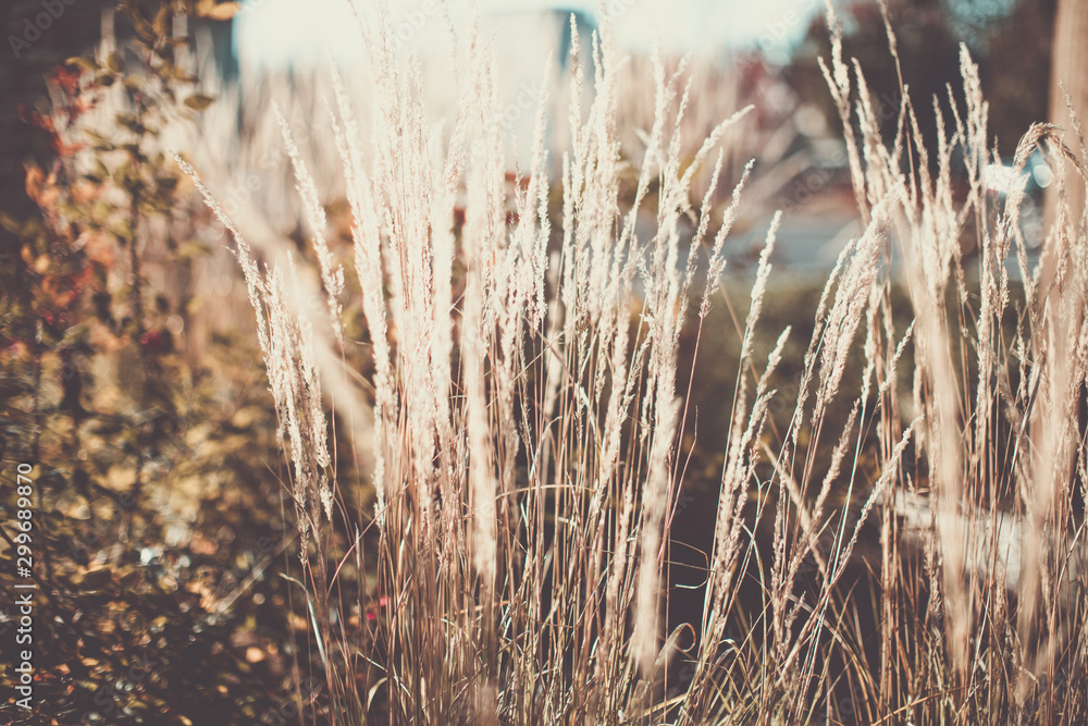 Fototapeta premium Golden autumn in the city park