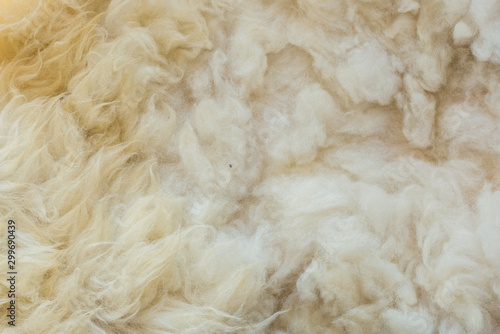 Animal background view. Close up to White Sheep's fluffy wool on background.