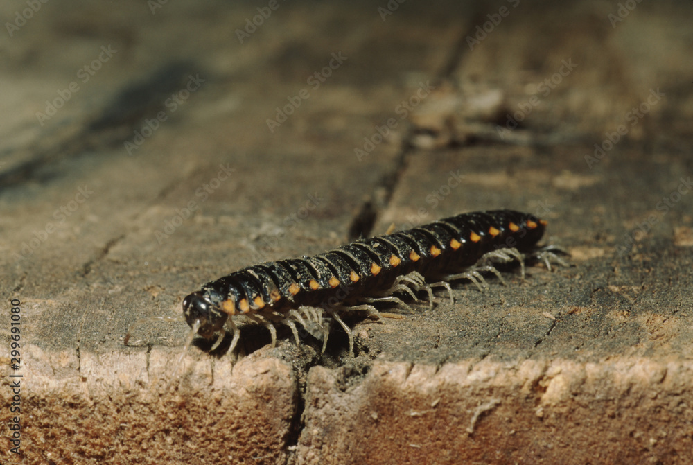 Millipede (Diplopoda) Millipede (Diplopoda)