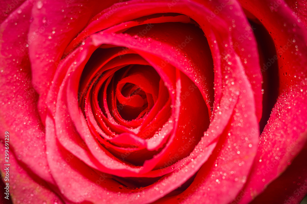 Macro of pink rose Macro of pink rose