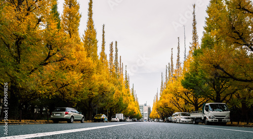Photography Autumn leaves of ginkgo tree at Meiji Jingu Gaien Park