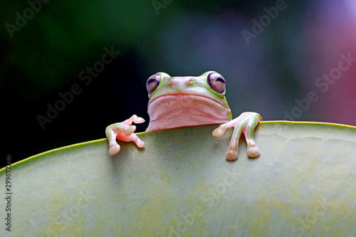 dumpy frog, green tree frog, papua green tree frog photo