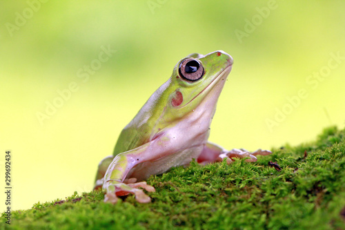 dumpy frog, green tree frog, papua green tree frog