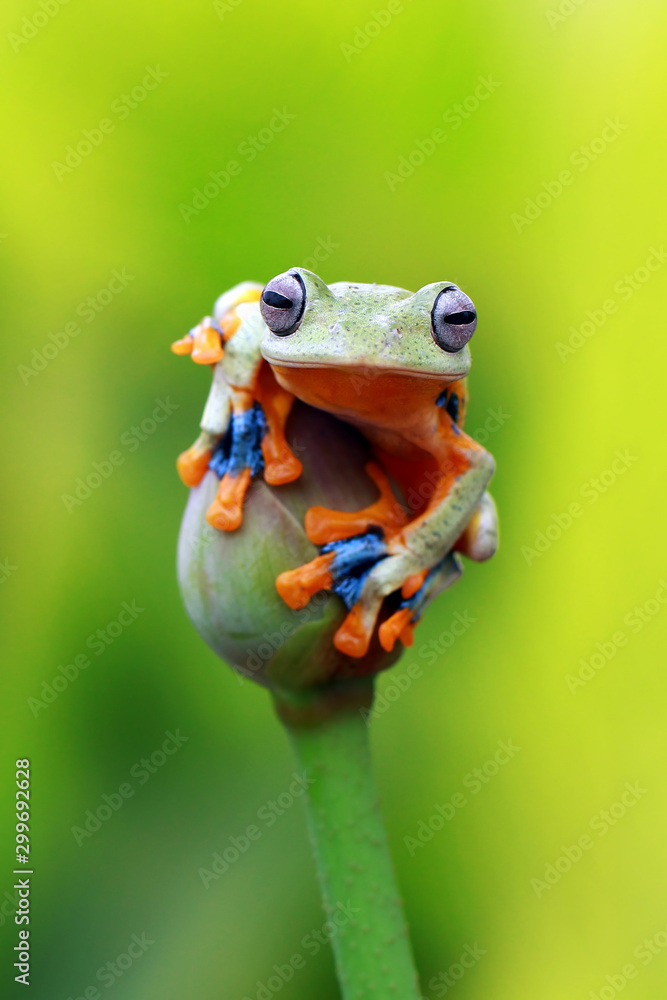 Fototapeta premium flying tree frog, javan tree frog, rhacophorus reinwardtii