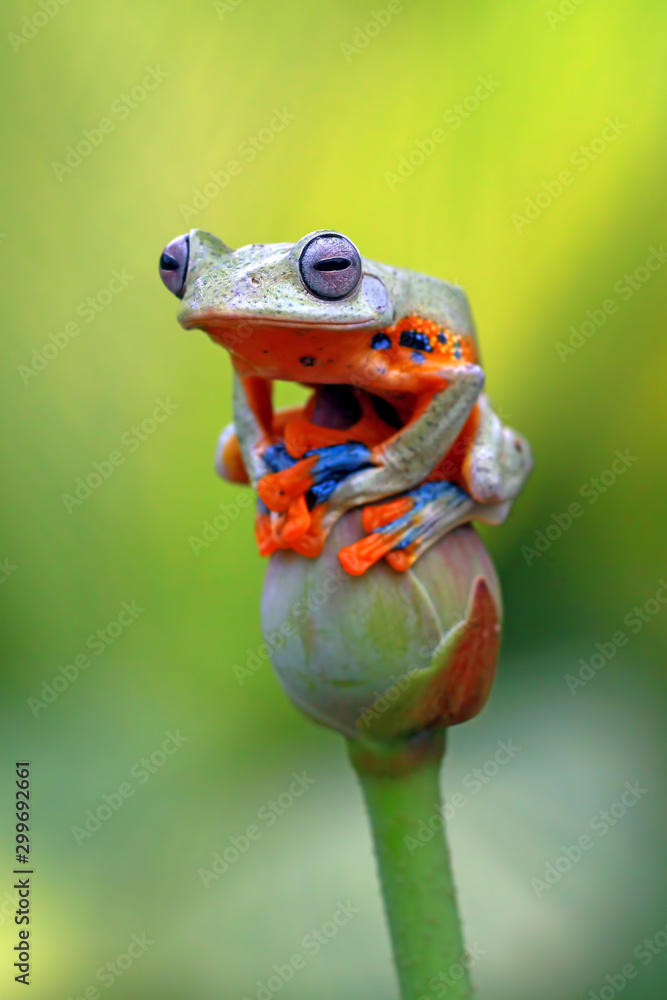 Obraz premium flying tree frog, javan tree frog, rhacophorus reinwardtii