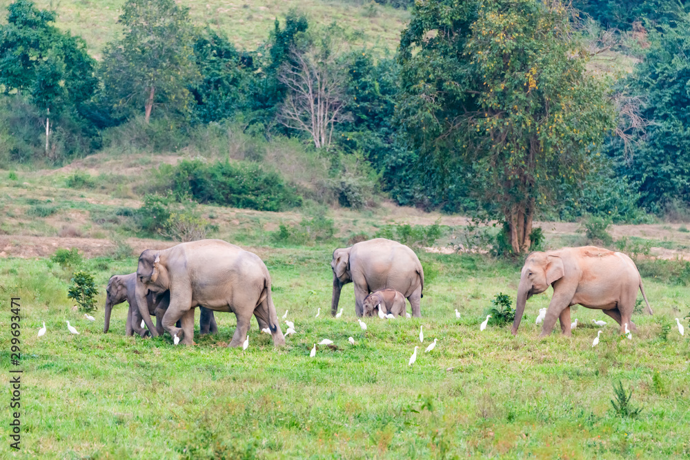 Asian elephants live naturally in Kui Buri National Park Asian elephants live naturally in Kui Buri National Park