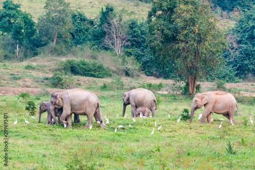 Asian elephants live naturally in Kui Buri National Park