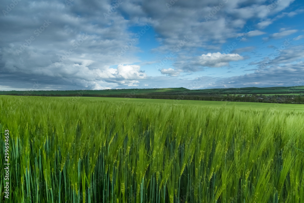 Green field of wheat, under a blue sky with thunderclouds. spectacular landscape