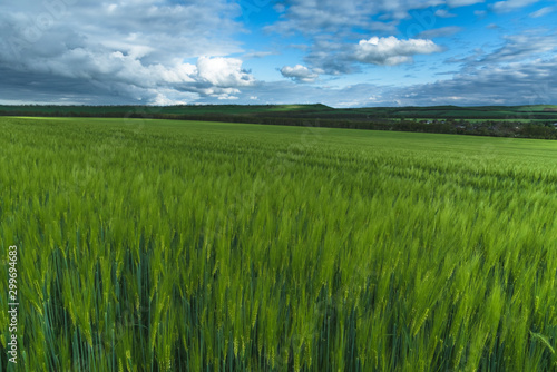 Green field of wheat  under a blue sky with thunderclouds. spectacular landscape