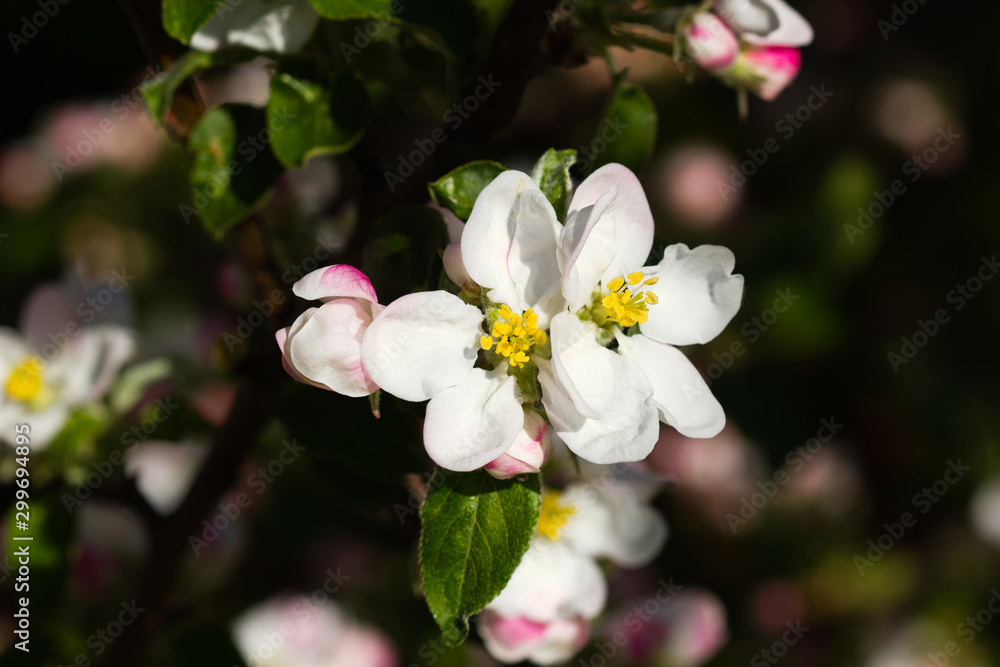 Obraz premium white flowers in garden