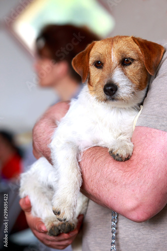 Dog breed Jack Russell Terrier