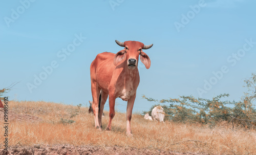 cow beautiful view,cow,indian cow ,cow eating grass,Africa cow,top view of cow,Brazilian cow 