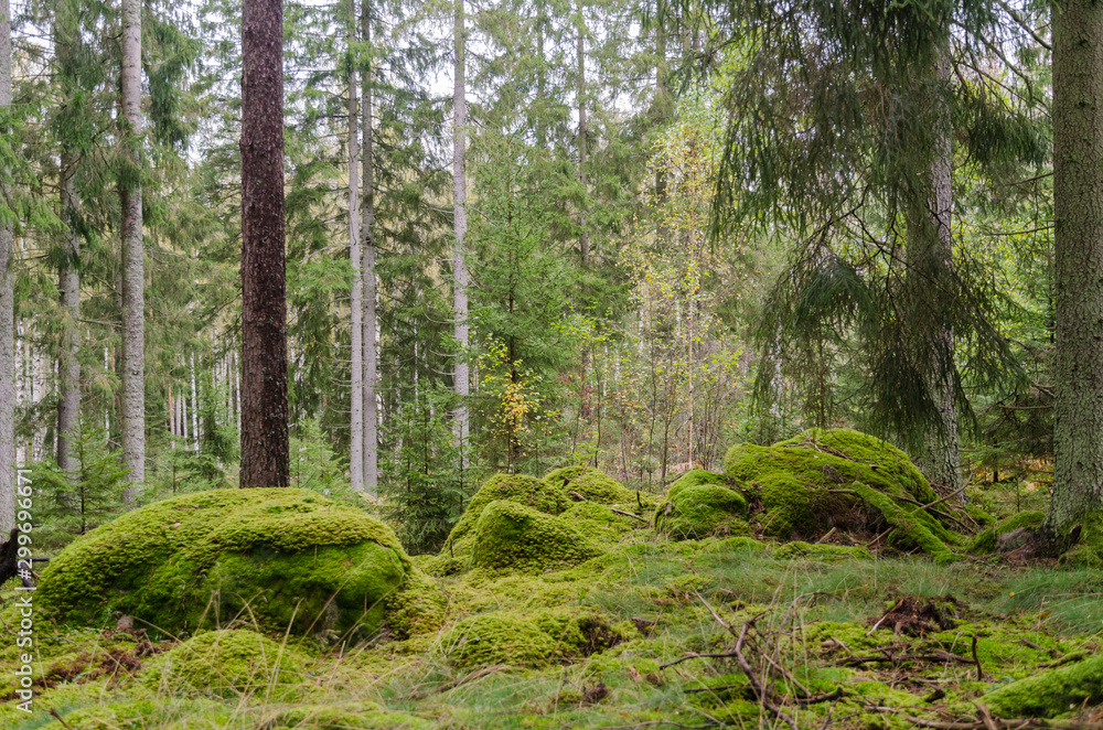 Mossy unspoilt conoferous forest Mossy unspoilt conoferous forest