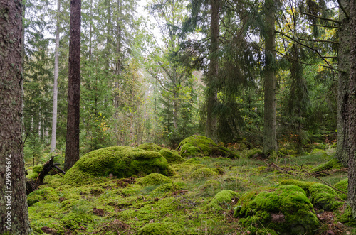 Untouched forest with moss covered floor