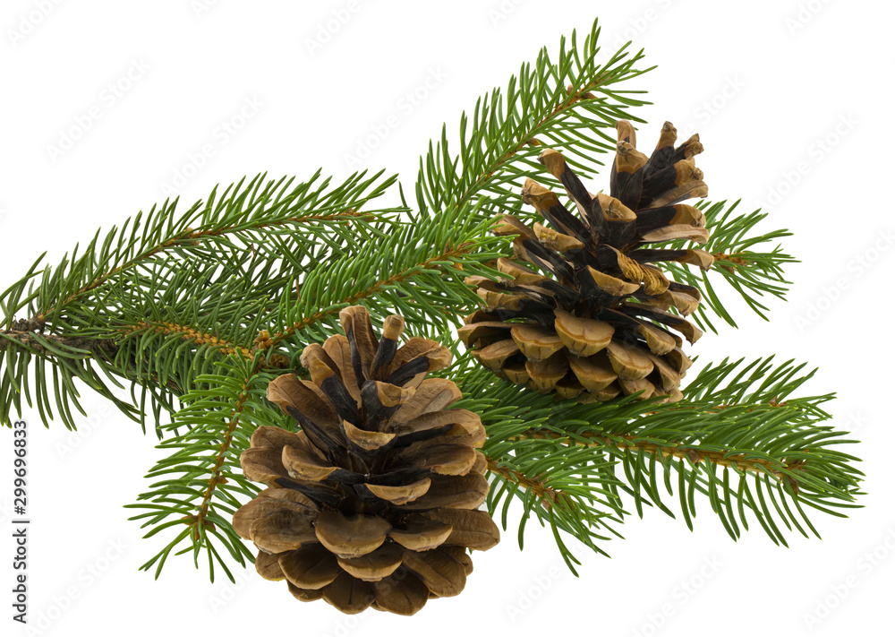 Green Christmas tree branch and cones Isolated on a white background. Green Christmas tree branch and cones Isolated on a white background.