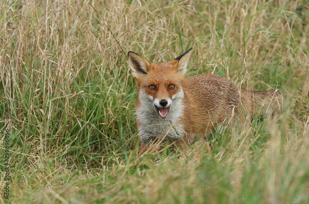 Fototapeta premium A wild Red Fox, Vulpes vulpes, standing in the long grass with its mouth open.