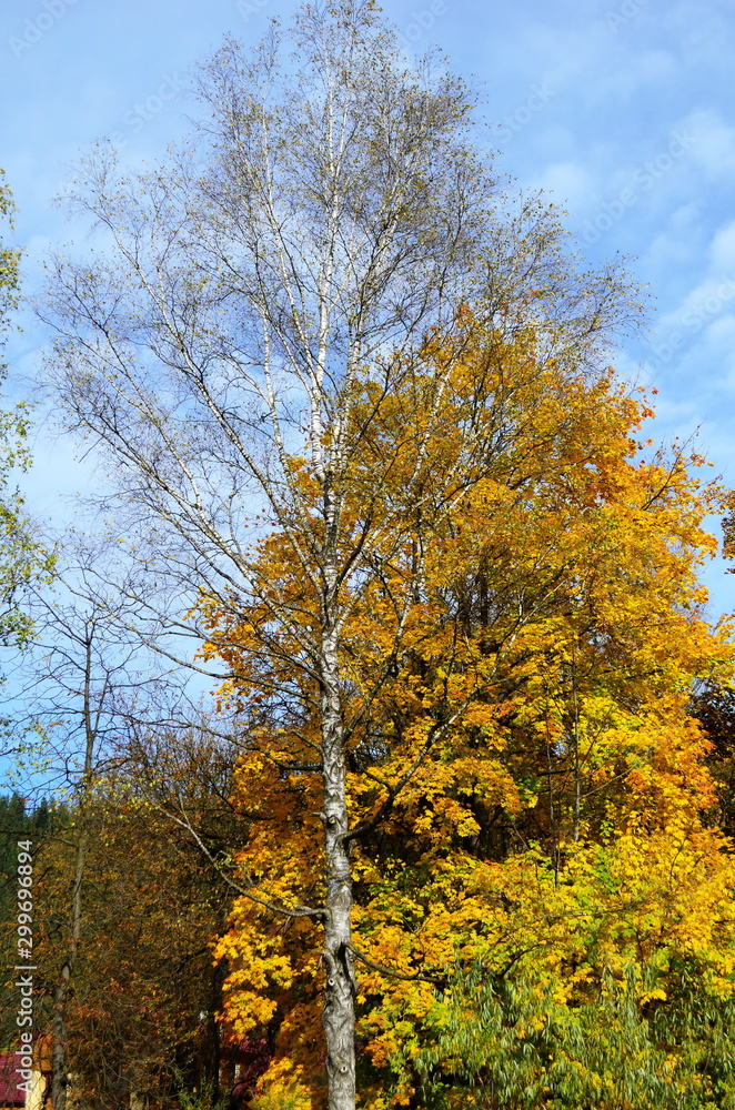beautiful autumn forest in yellow and gold tones beautiful autumn forest in yellow and gold tones