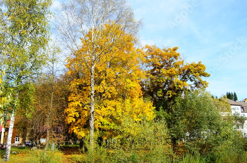 beautiful autumn forest in yellow and gold tones