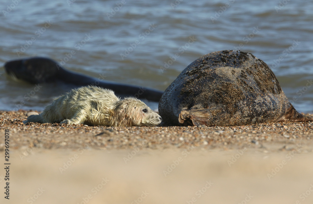 Fototapeta premium A sweet newborn Grey Seal pup, Halichoerus grypus, lying on the beach near its resting mother.
