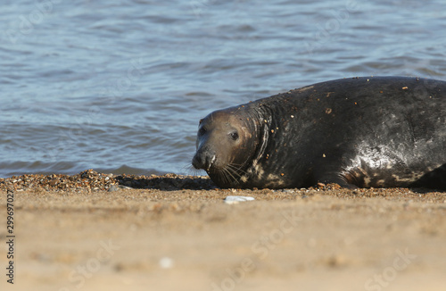 A head shot of a large bull Grey Seal, Halichoerus grypus, coming out of the sea. It is chasing off another bull Seal near its females, during breeding season.