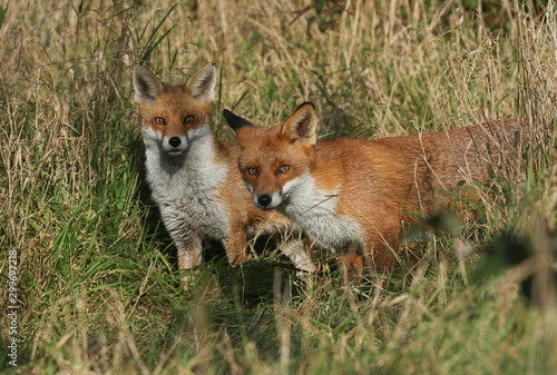 Two magnificent hunting hungry wild Red Foxes  Vulpes vulpes hunting for food in the long grass.