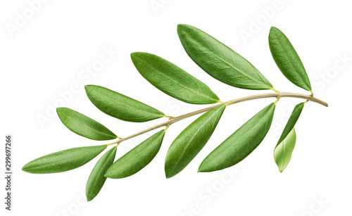 Olive tree branch with green leaves isolated on white background