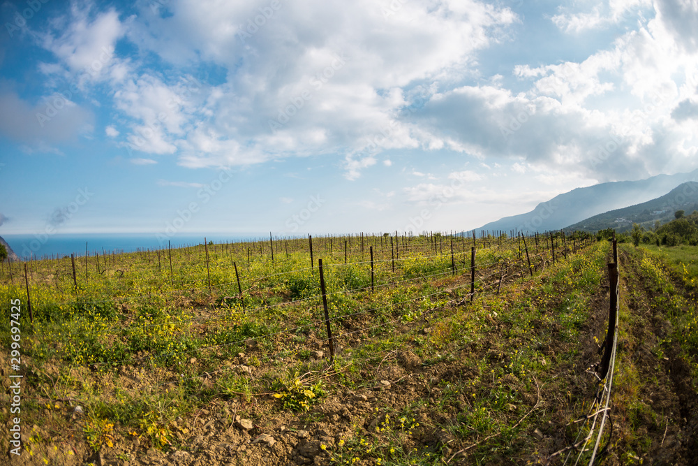 Vineyards on the background of the sea and mountains.