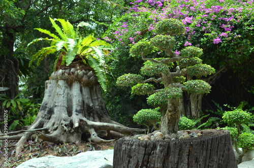 tree in a tropical park