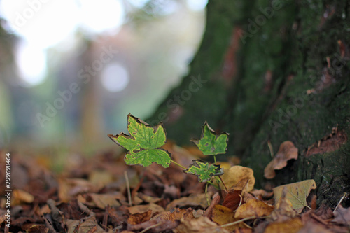 Withering leaves of a tree at the root between fallen foliage in autumn