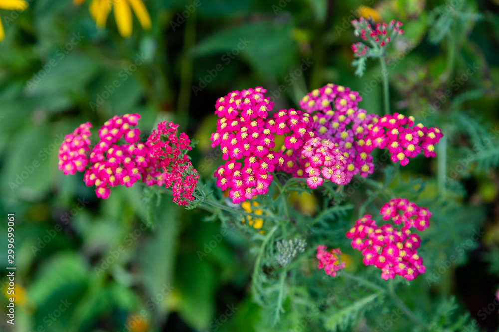 Achillea millefolium Paprika Achillea millefolium Paprika
