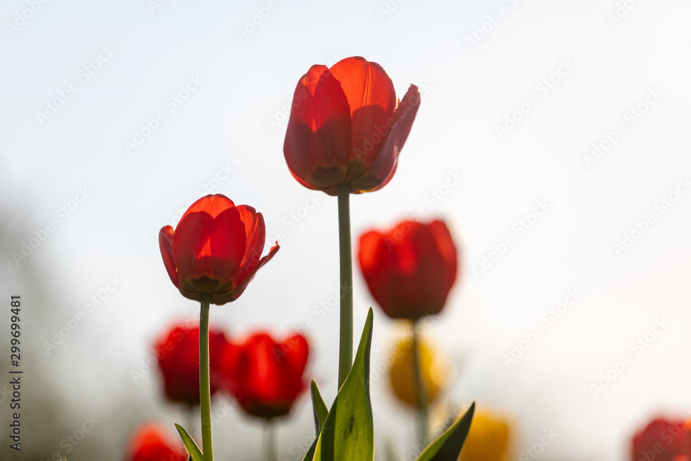 Obraz premium Red tulips on a white background. Background with flowers