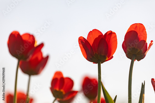 Red tulips on a white background. Background with flowers