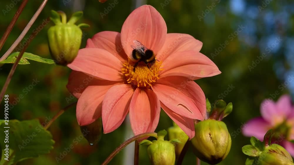 Insect bumblebee collects pollen and drinks nectar from the heart of the Dahlia flower, beautiful natural summer, autumn background, close-up Insect bumblebee collects pollen and drinks nectar from the heart of the Dahlia flower, beautiful natural summer, autumn background, close-up