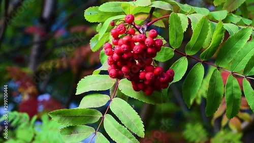Wind swaying branches with Rowan berries and green leaves, autumn landscape