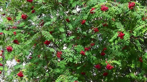 Wind swaying branches with Rowan berries and green leaves, autumn landscape