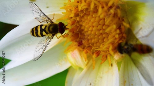 Insect bumblebee collects pollen and drinks nectar from the heart of the Dahlia flower, beautiful natural summer, autumn background, close-up