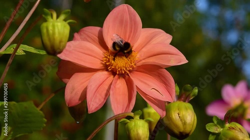 Insect bumblebee collects pollen and drinks nectar from the heart of the Dahlia flower, beautiful natural summer, autumn background, close-up
