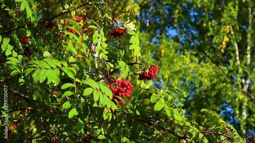 Wind swaying branches with Rowan berries and green leaves, autumn landscape