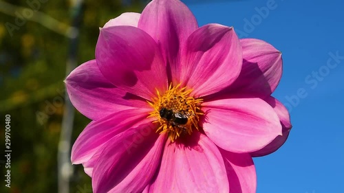 Insect bumblebee collects pollen and drinks nectar from the heart of the Dahlia flower, beautiful natural summer, autumn background, close-up
